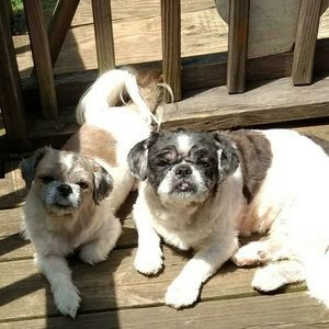 Meet your Posher, Joyce